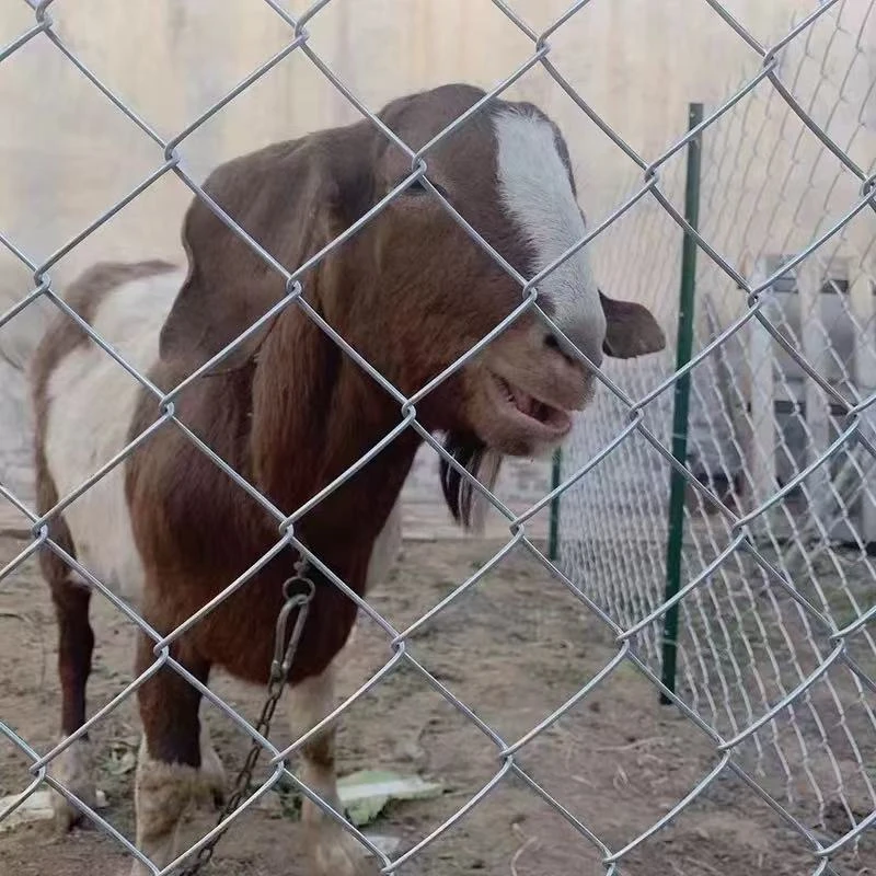 定制养殖热镀锌钢丝网2米高3粗8孔10米×8卷＋花边立柱2.5高10根