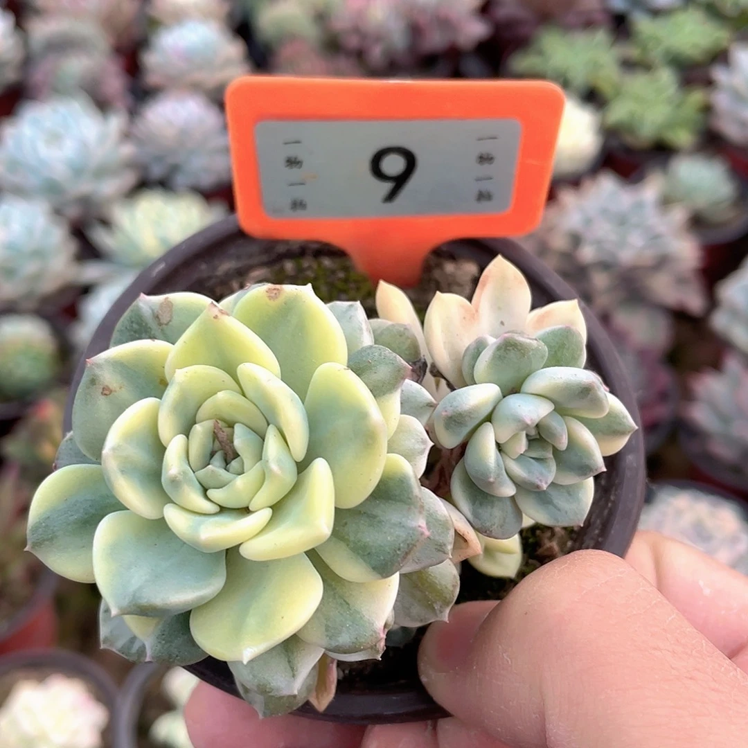 蓝****嘚嘚9号粉布偶锦多肉