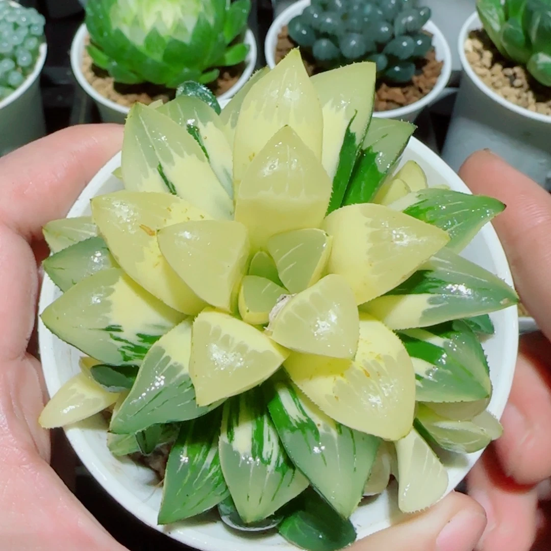 手捧花姬寿锦多肉