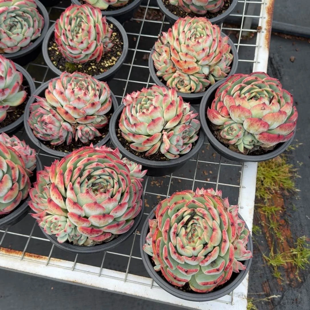 无花朵反祖惊鸿带崽