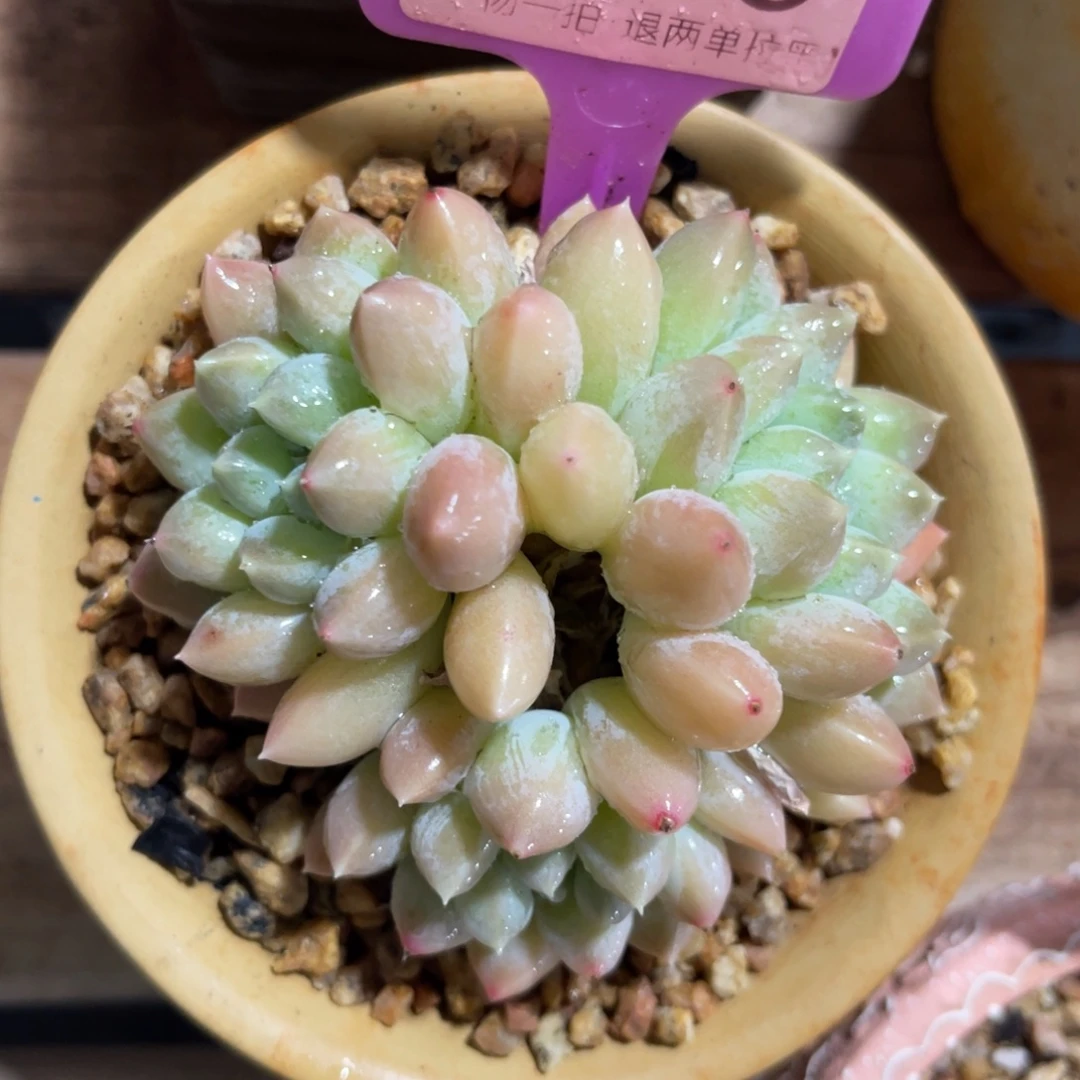 云尘多肉一物一拍846不含盆