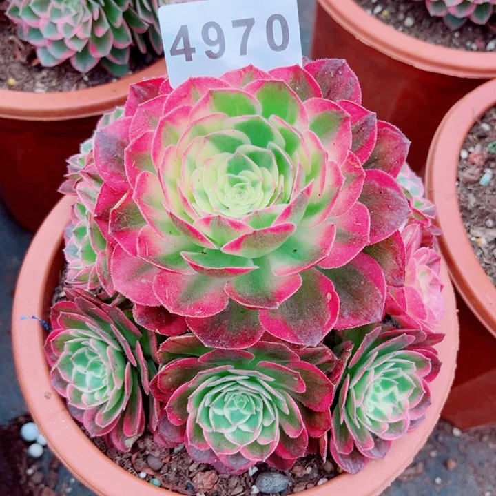 海鲜特价多肉发货