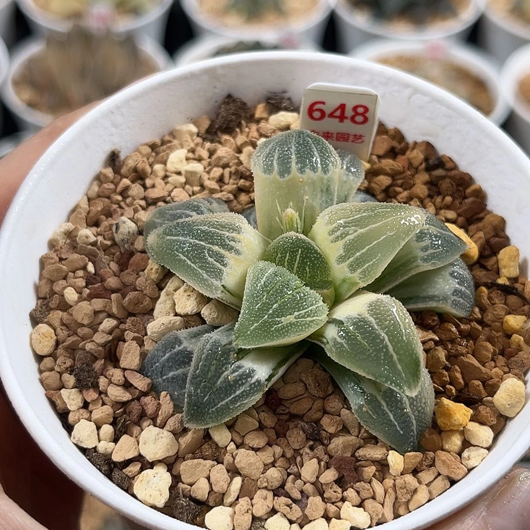 648糊斑实生磨面寿锦福利