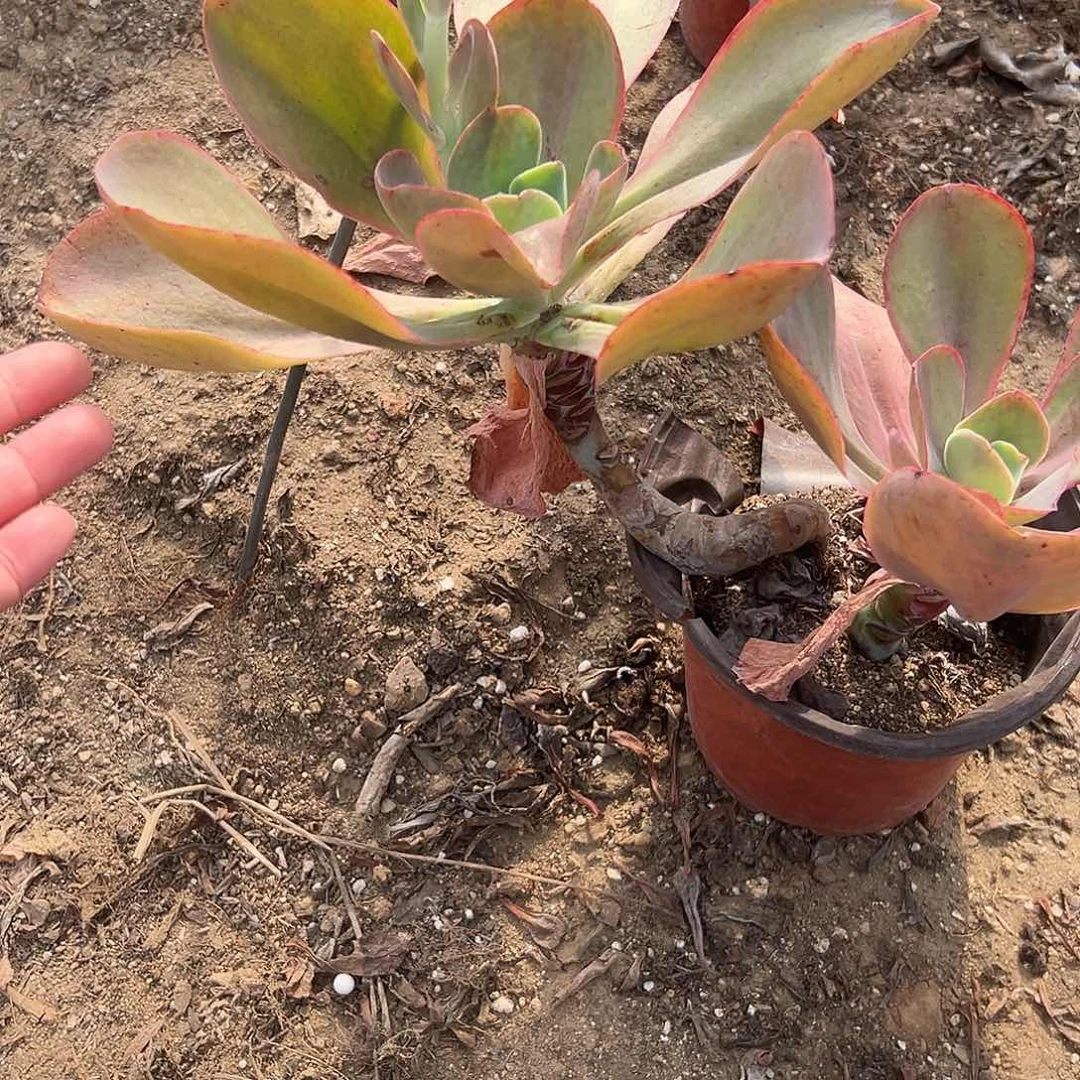 多肉植物达瑞碟双头