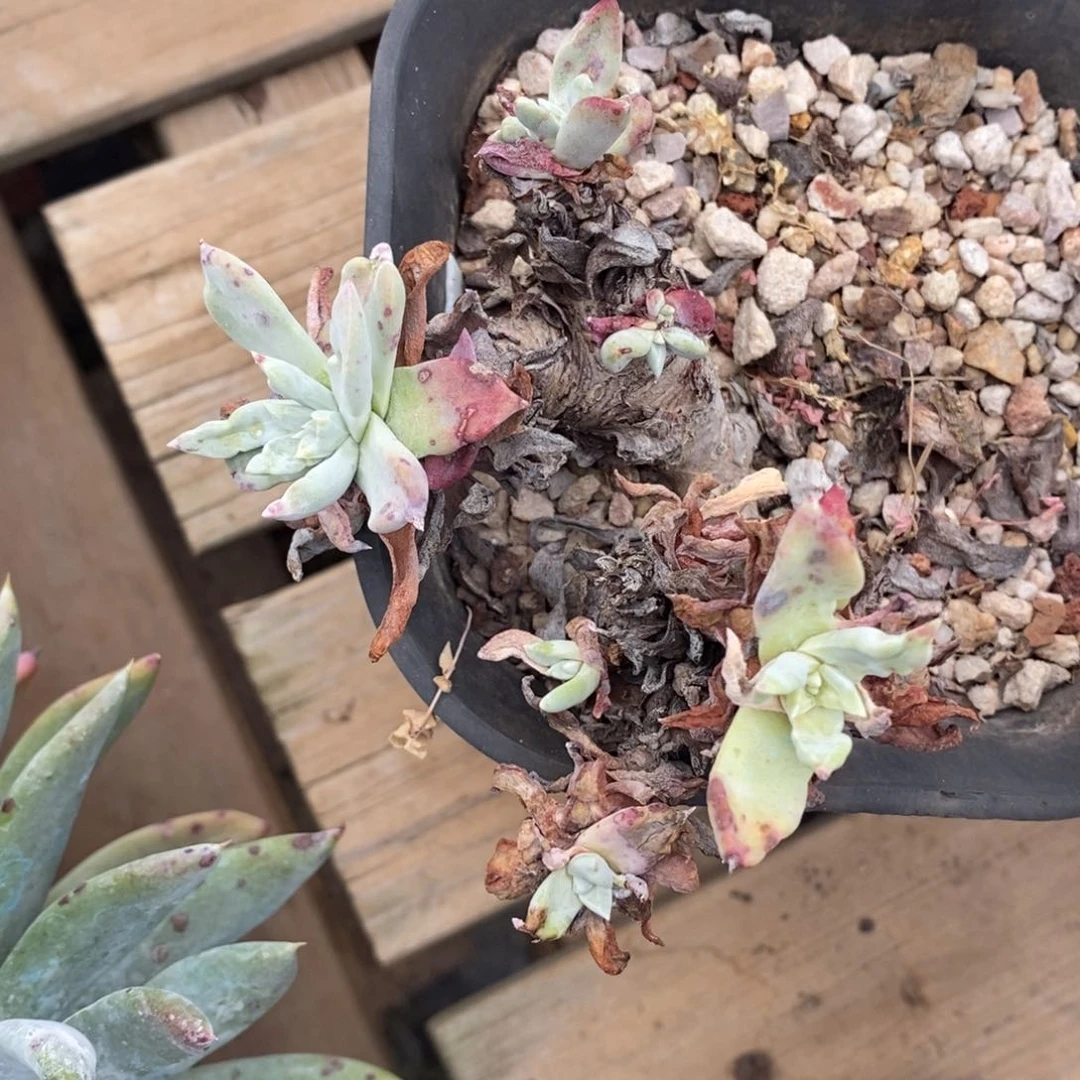 苹果叶瑕疵瑕疵瑕疵