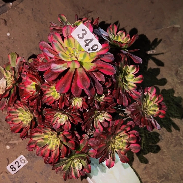 349舞天姬多肉植物处理不售后