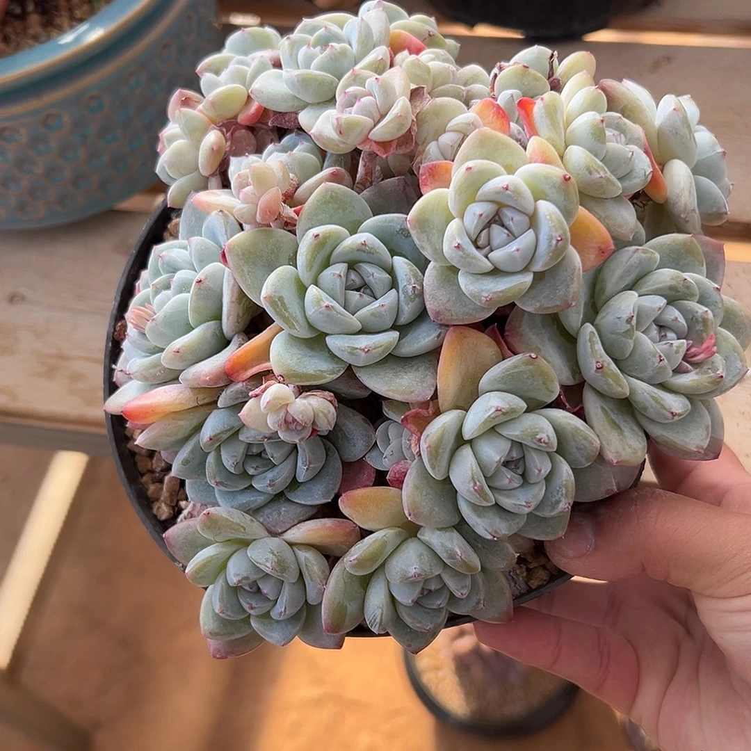 夏日哈哈哈哈哈哈哈