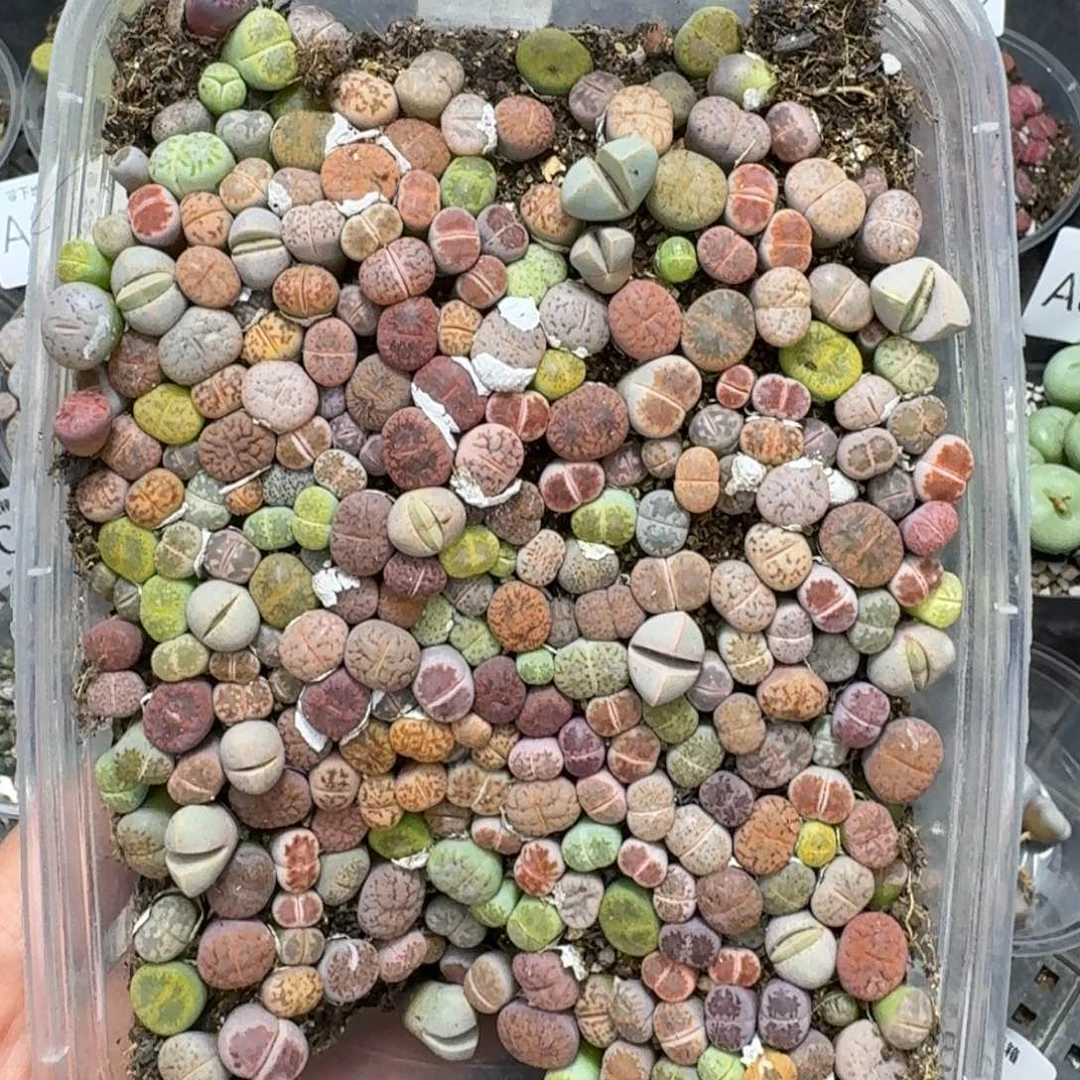 8823––零下地区需拍保温箱