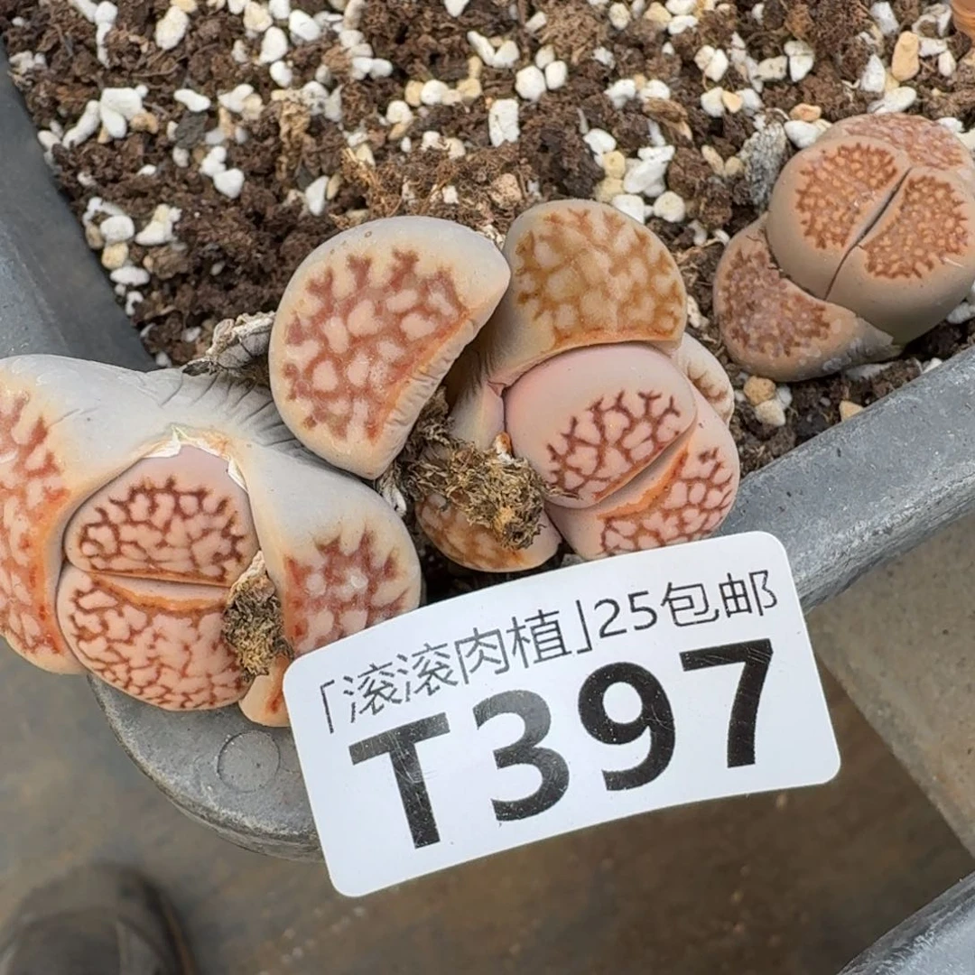 人**事T397新版寿丽网纹母本
