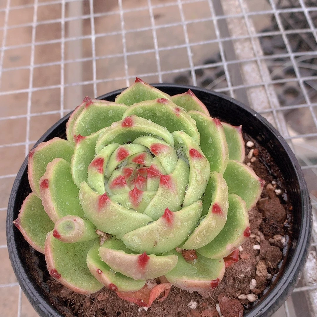 蓝龙一物一拍346788990900