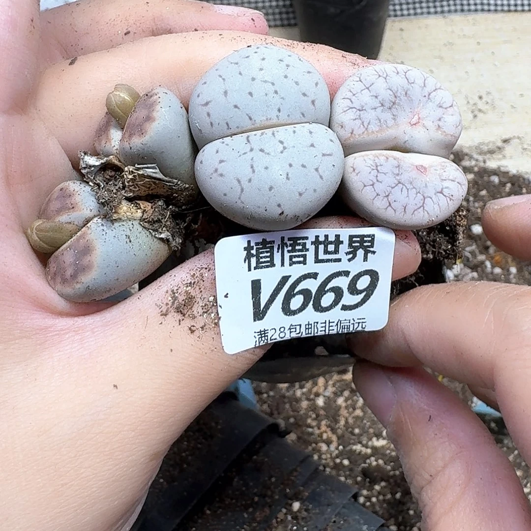 多肉植物的润泽fhnn