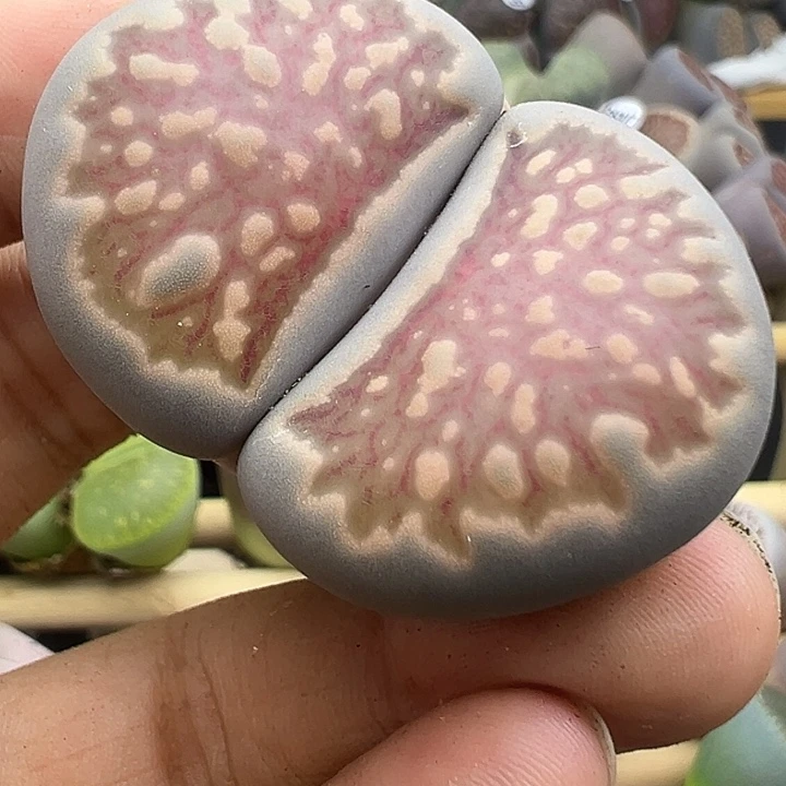 5038磨砂质感巨型菊