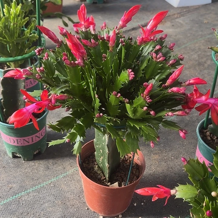 这***啊当前无花栽培后可以开花