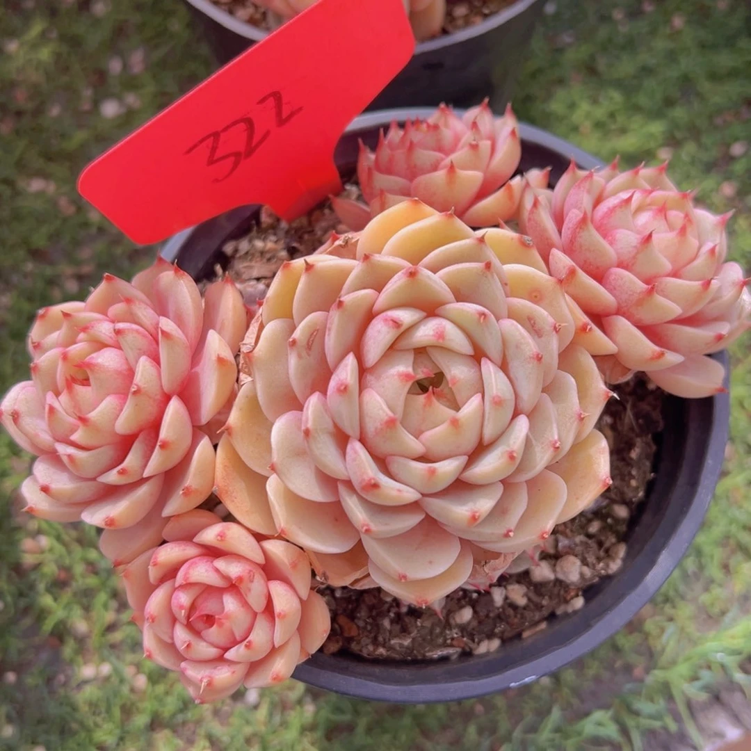 香玉的故事是一个人的故事