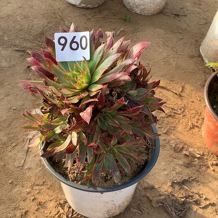 无花朵960孔雀中