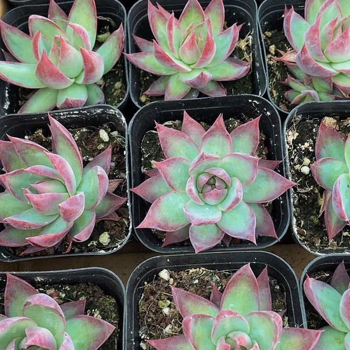 6.5方惊鸿带盆土发