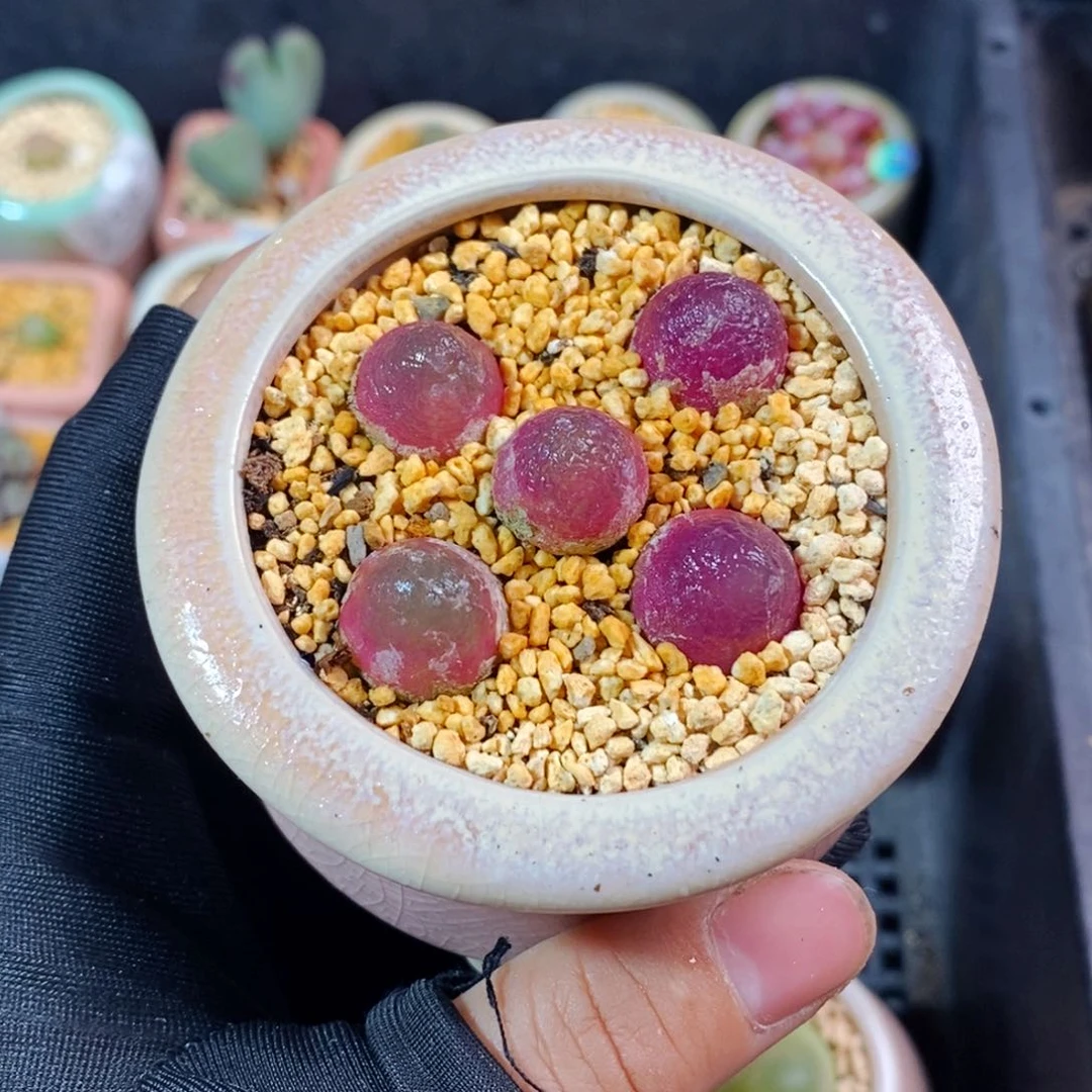 ⑅*⑅2613-一物一拍带盆