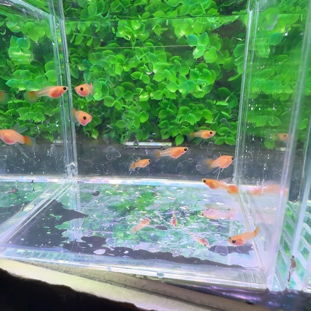 忘***秋孔雀鱼琉璃玻璃猫球c苗10条