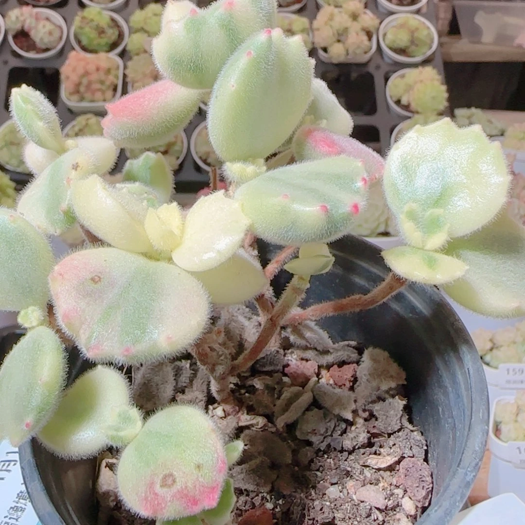 花语逸镜1116-208彩熊