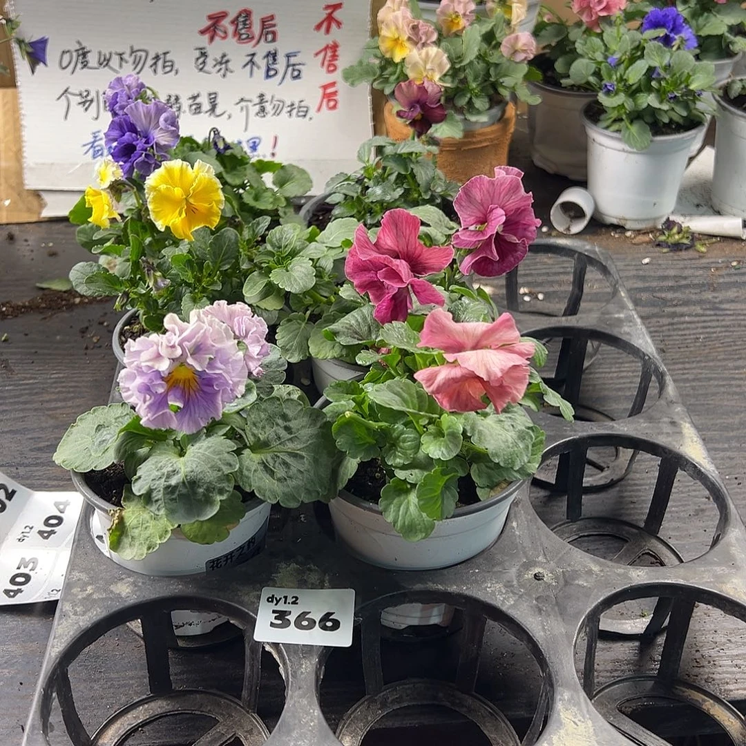 大部分花苞少量开放366号