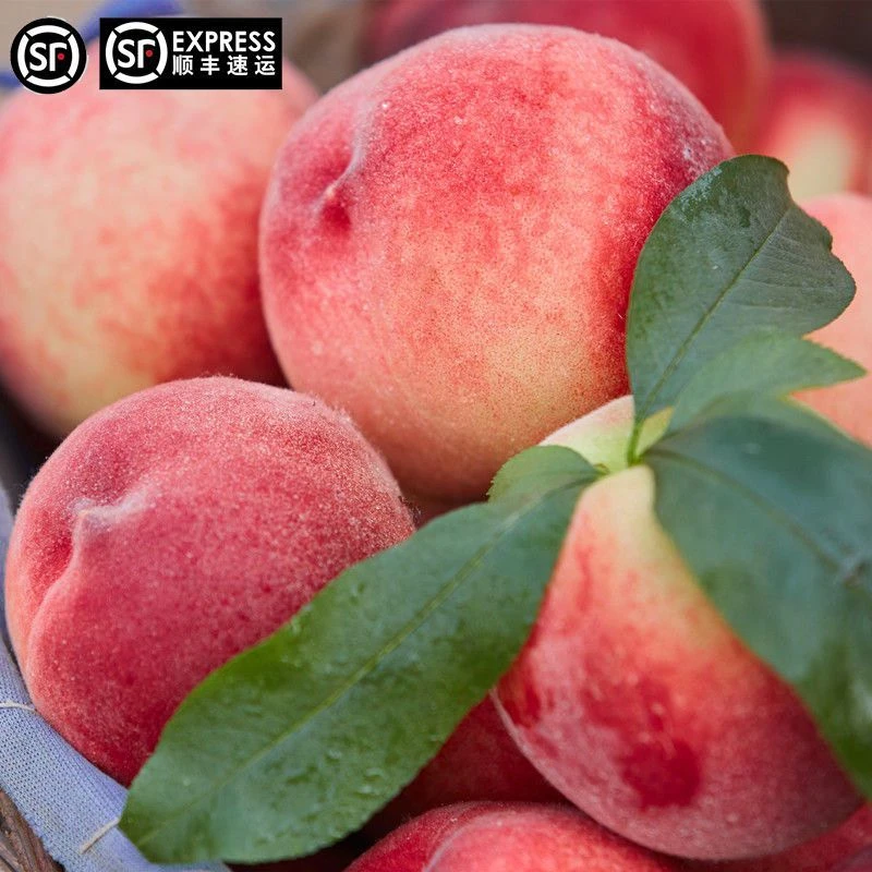 水蜜桃水蜜桃新鲜现摘鲜甜多汁脆爽软吃顺丰包邮正宗