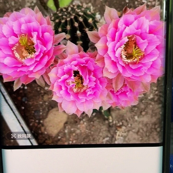 香妃侧芽4公分左右满18包邮