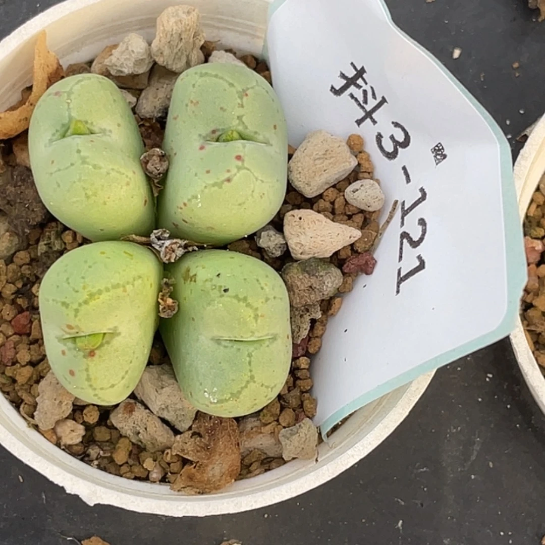 3-121猴多肉植物肉锥