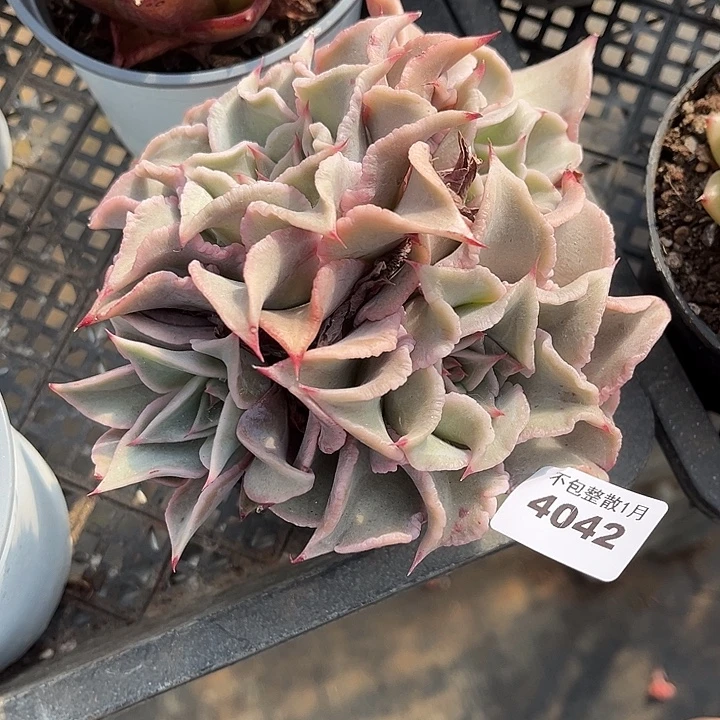 阿雅园艺。      4042红饺子皮