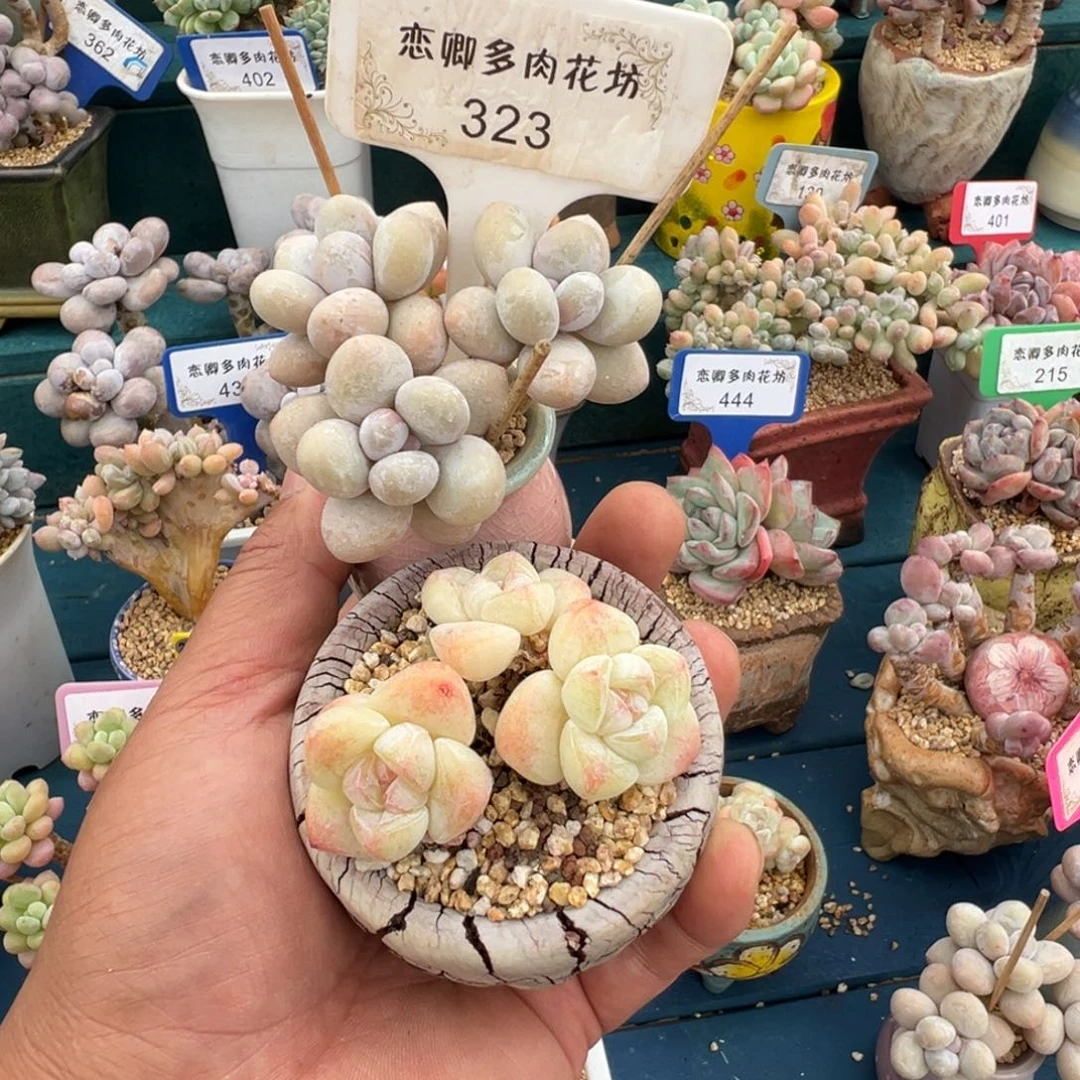 美***@323冰玉加奶0000000