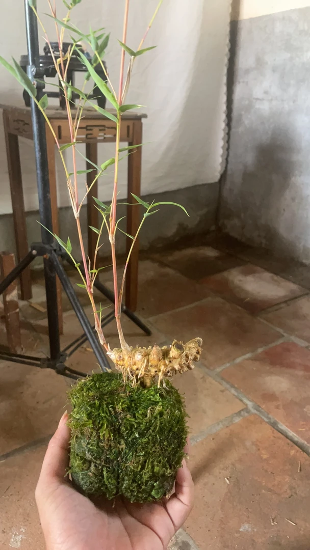 水培青龙竹、红龙竹室内盆栽好养易活客厅高档绿植