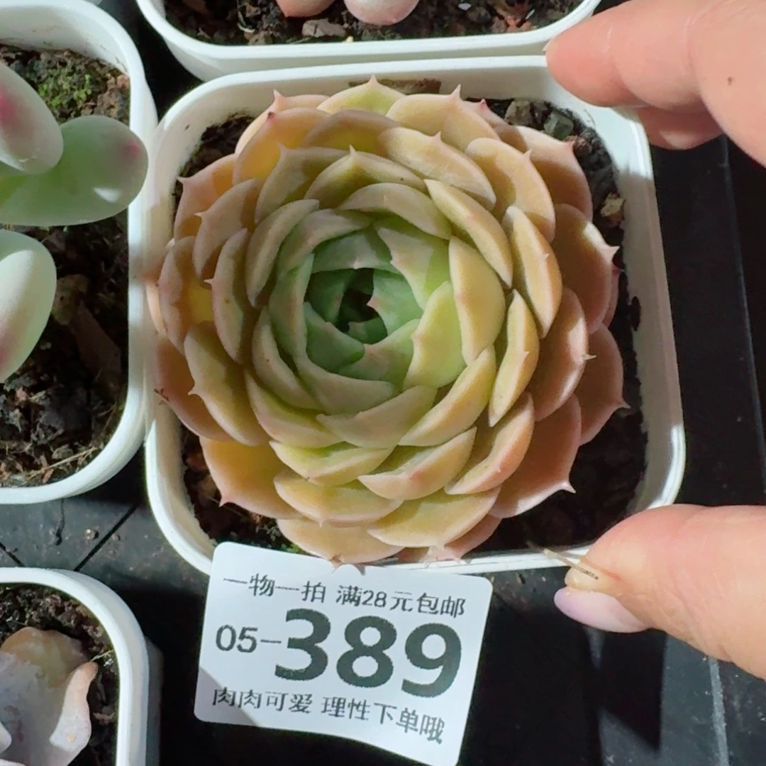 昂斯诺多肉无盆土发货无盆