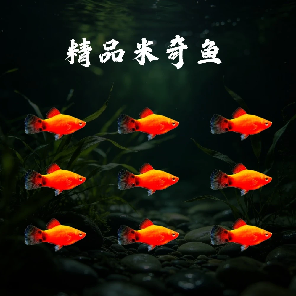 精品米奇鱼小型热带观赏鱼好养耐活适合新手入门