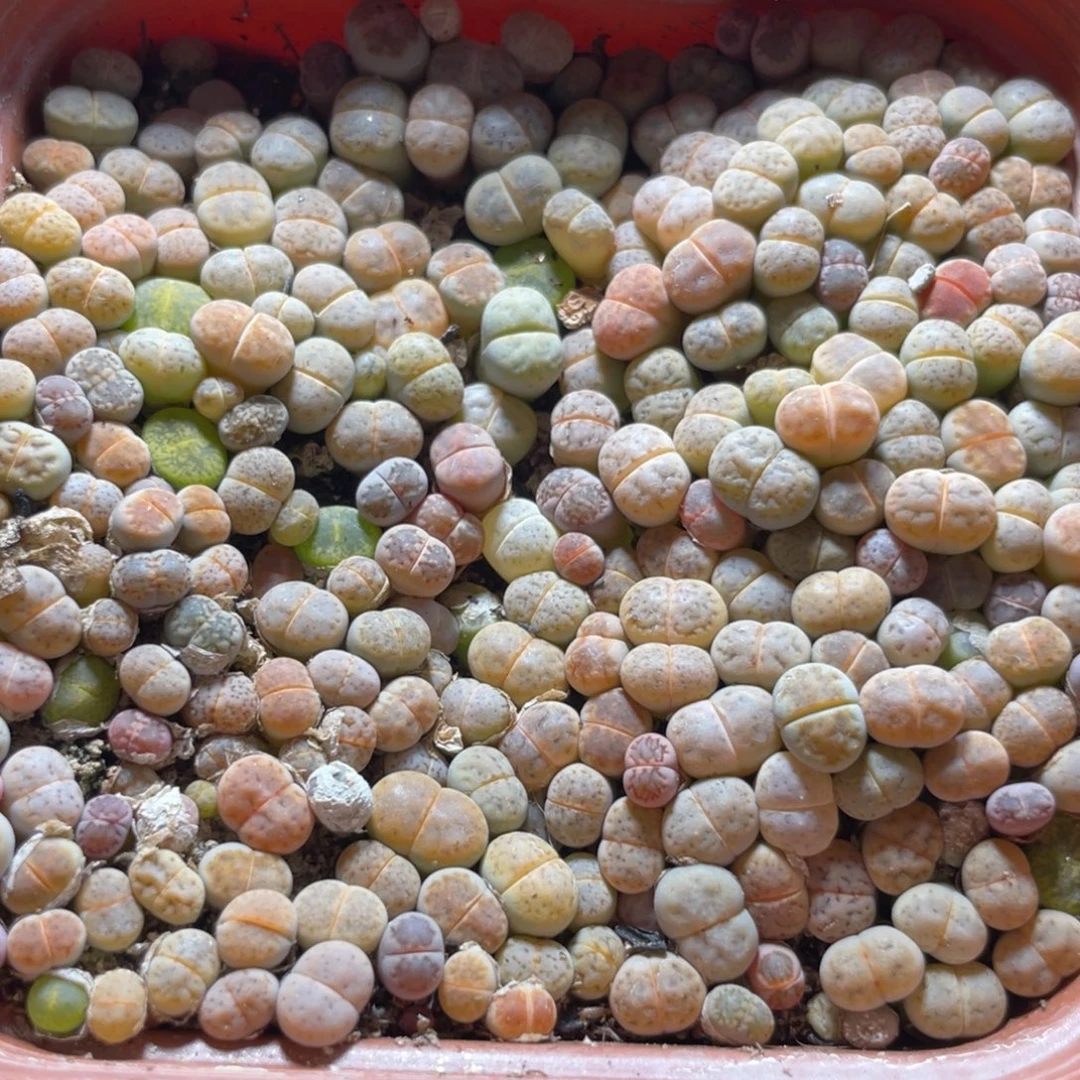 今晚大盆特价更新～25