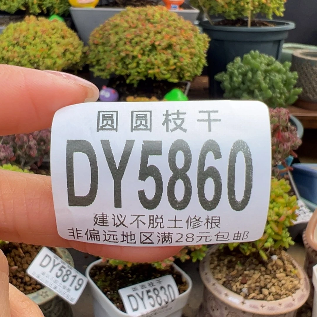 疯****dy5823疯猫的一筐抽象花花