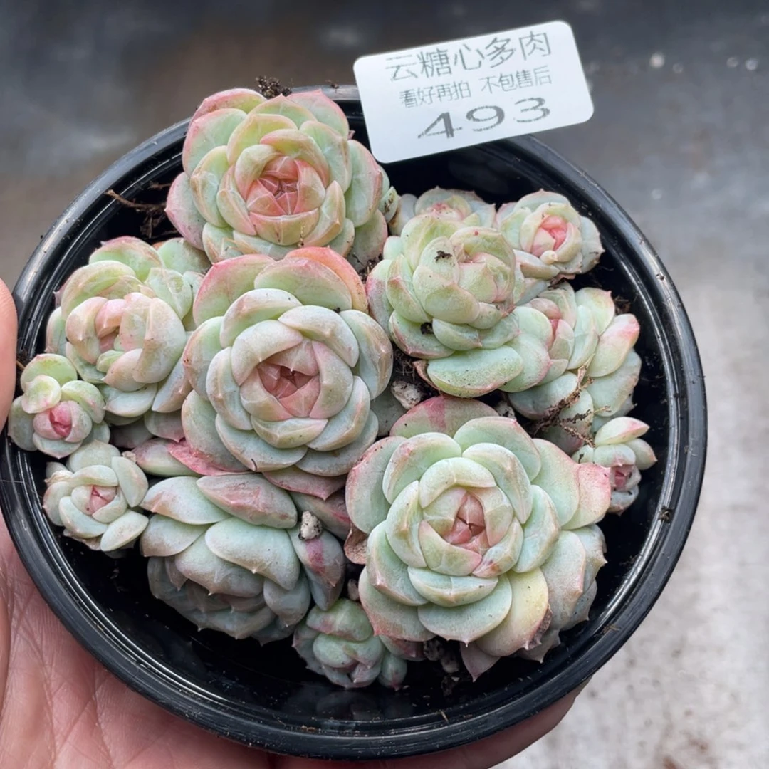 云糖心多肉植物493