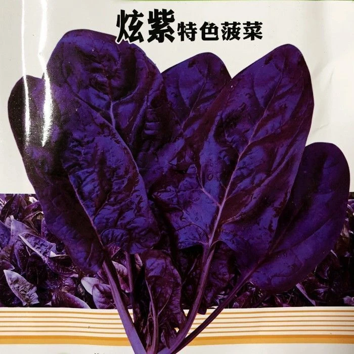 【满5包包邮】紫色菠菜种籽蔬菜种孑秋季种富含花青素菠菜种子四季