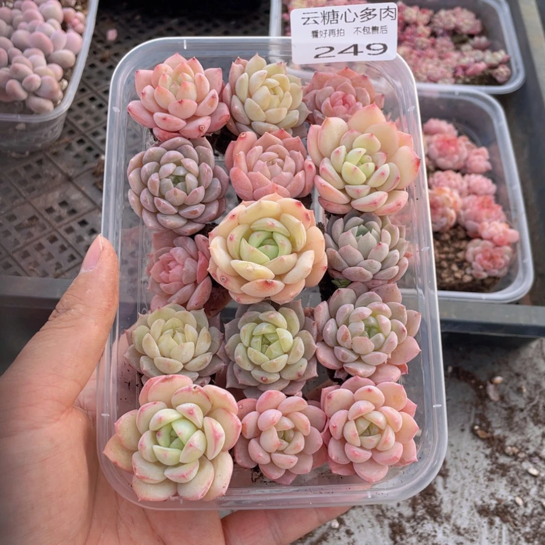 ?****?云糖心多肉植物249