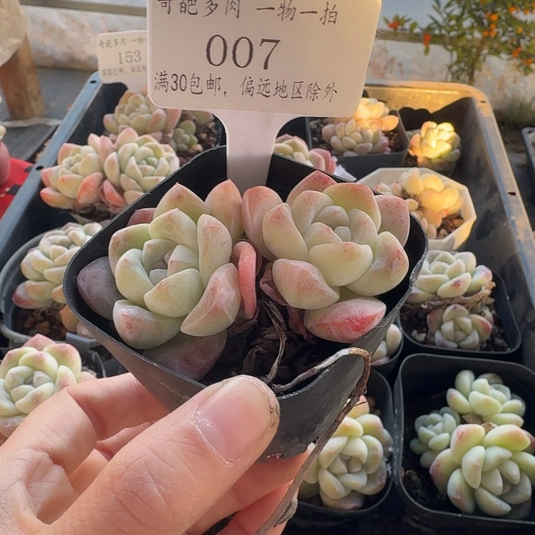 007 脱土 不包整 30元包邮非偏远