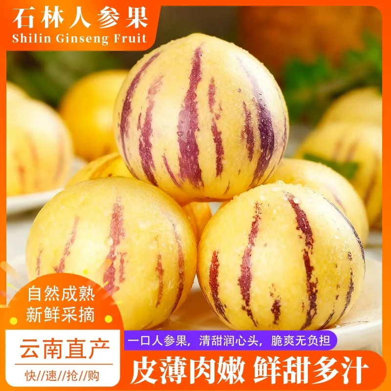 云南石林树上熟黄肉圆果果新鲜清甜多汁当季水果