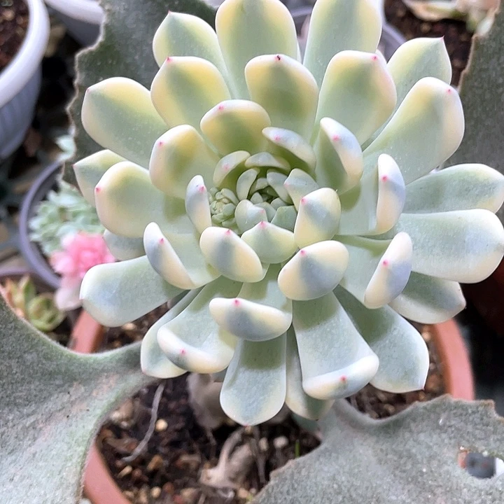 雪爪锦 一物一拍锦龙