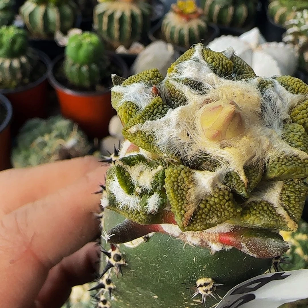 大尤颗粒黑牡丹锦534