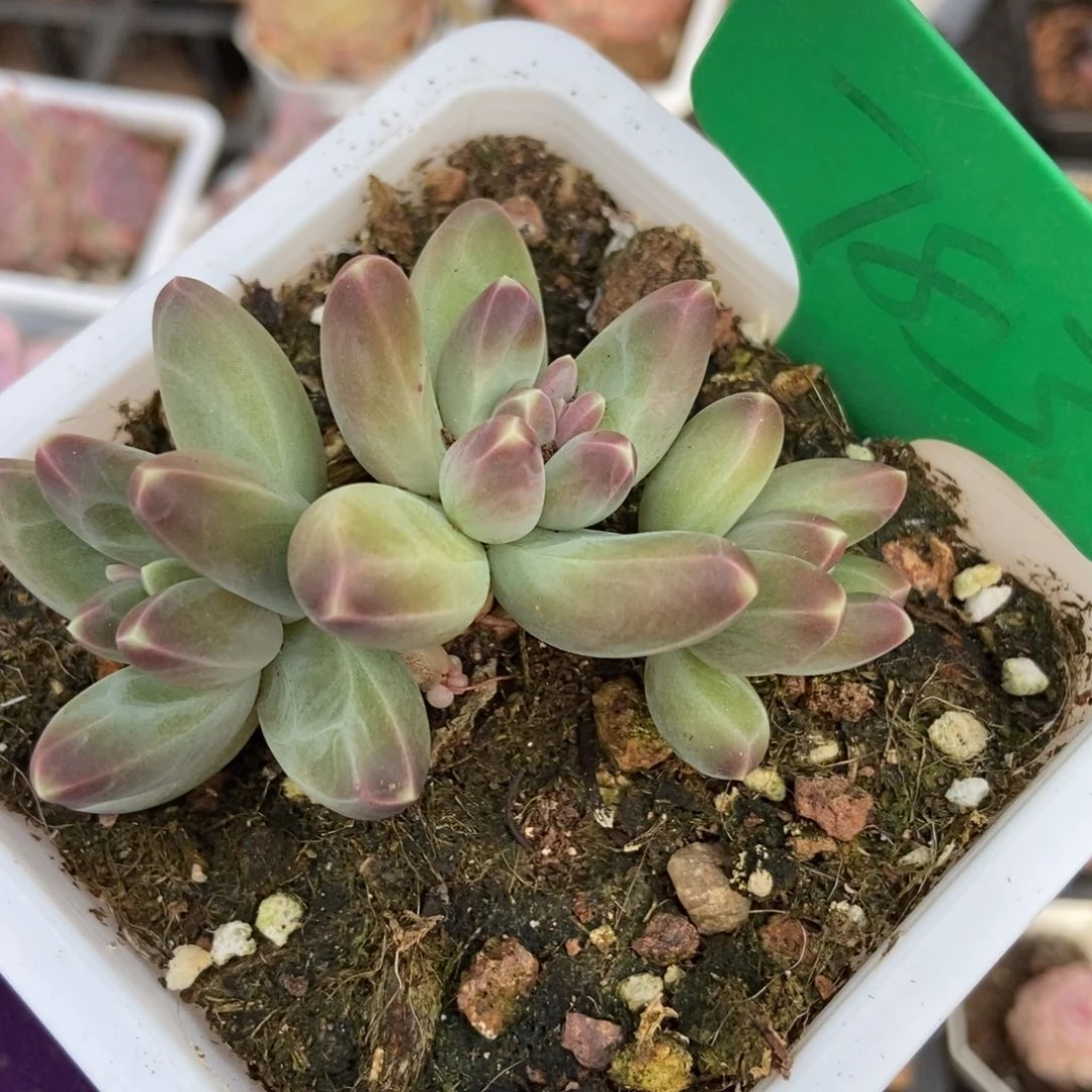 783牧斯美人多肉