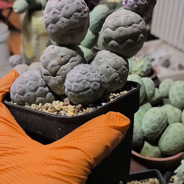 诸****院习志野仙人球直播