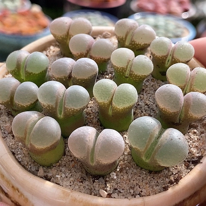 13545风铃b23子播一颗