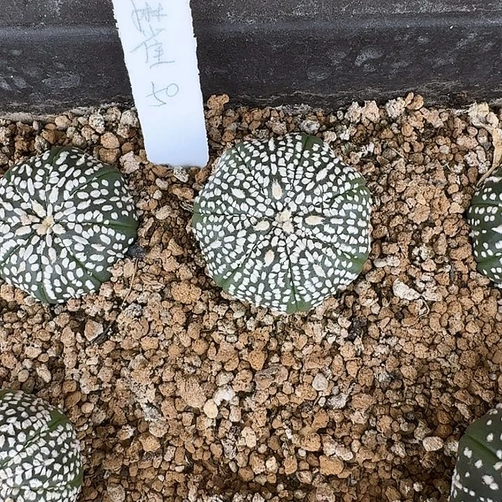 麻***s花花花花花花花花花