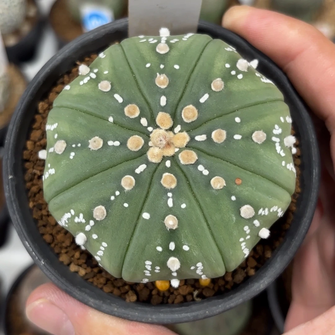 572实生琉璃连线兜带盆带土发货