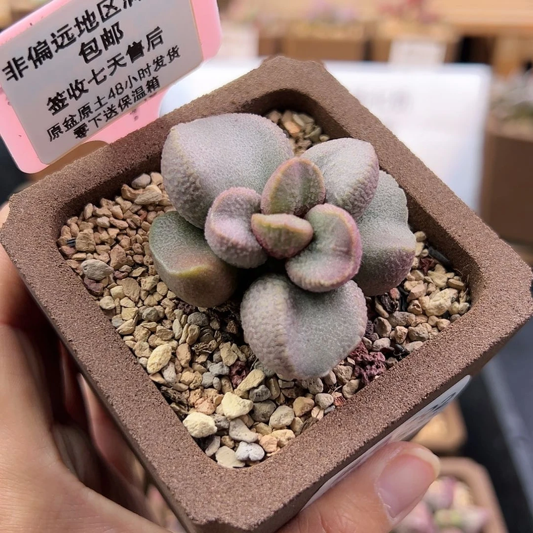 昨****来392幻梦多肉植物