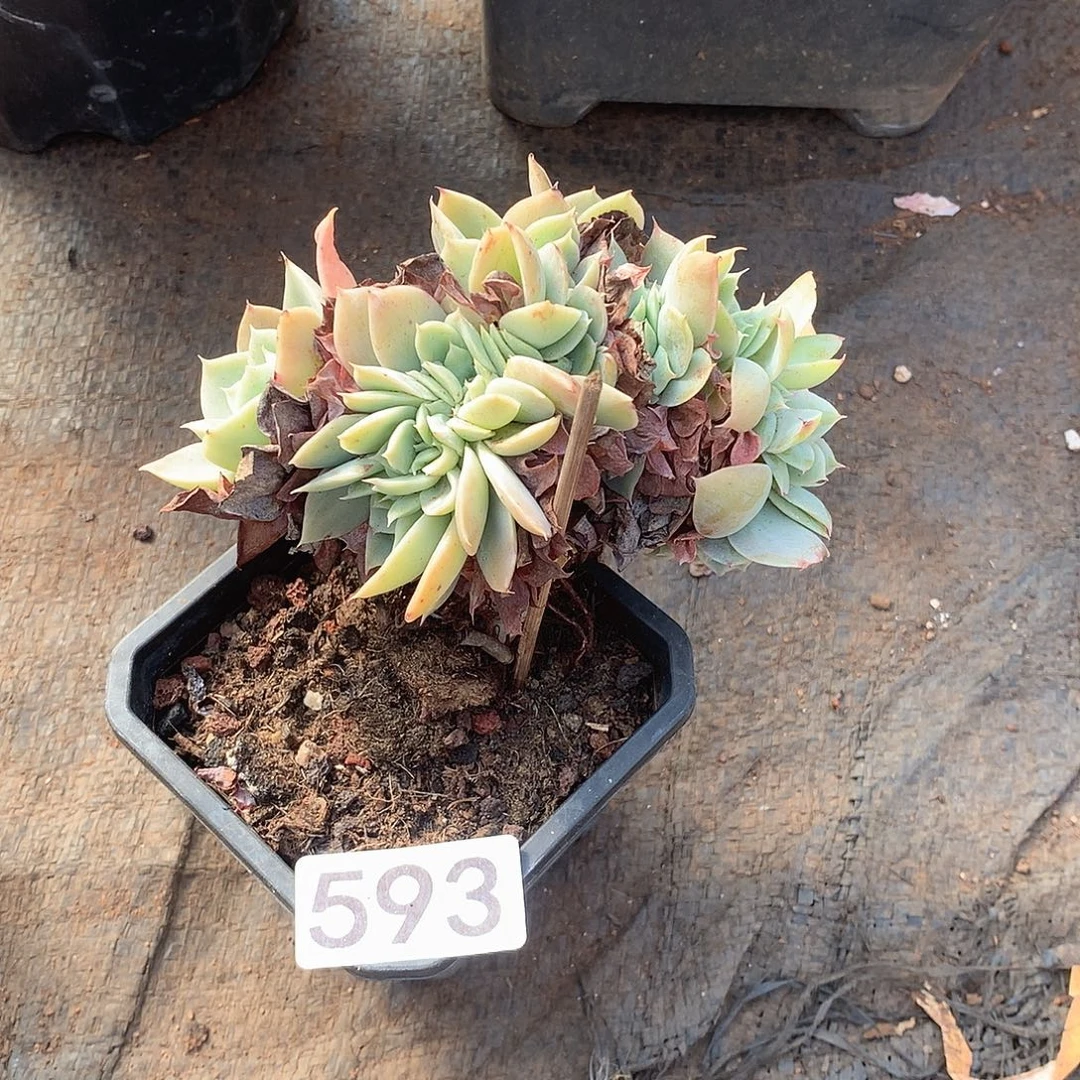 593丝绸缀一物一拍多肉