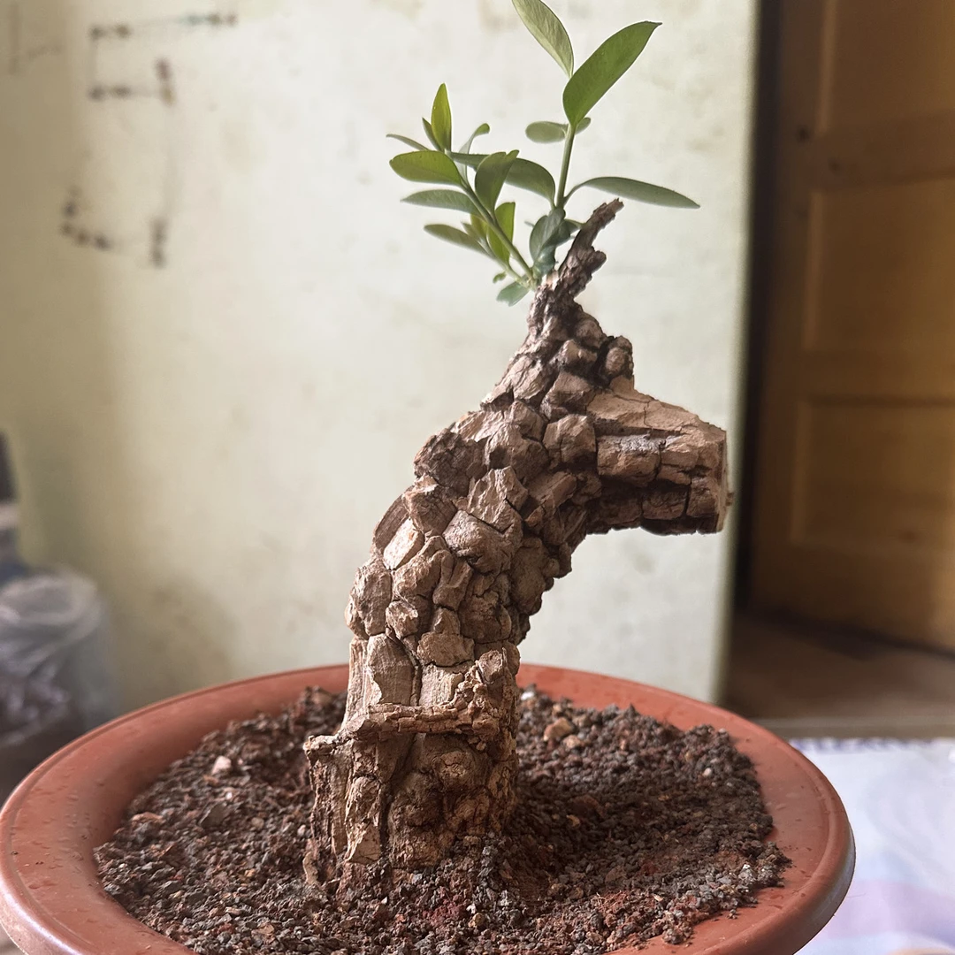黄荆老桩盆景室内室外均可种植土培耐活