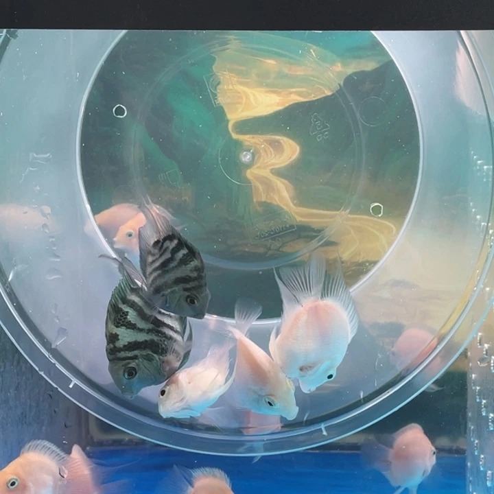 海水鱼迷你鹦鹉鱼